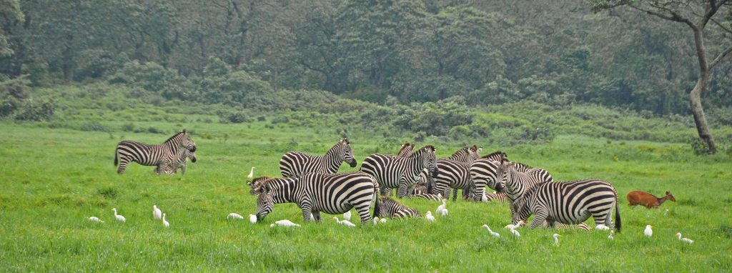 Arusha National Park Day Tour
