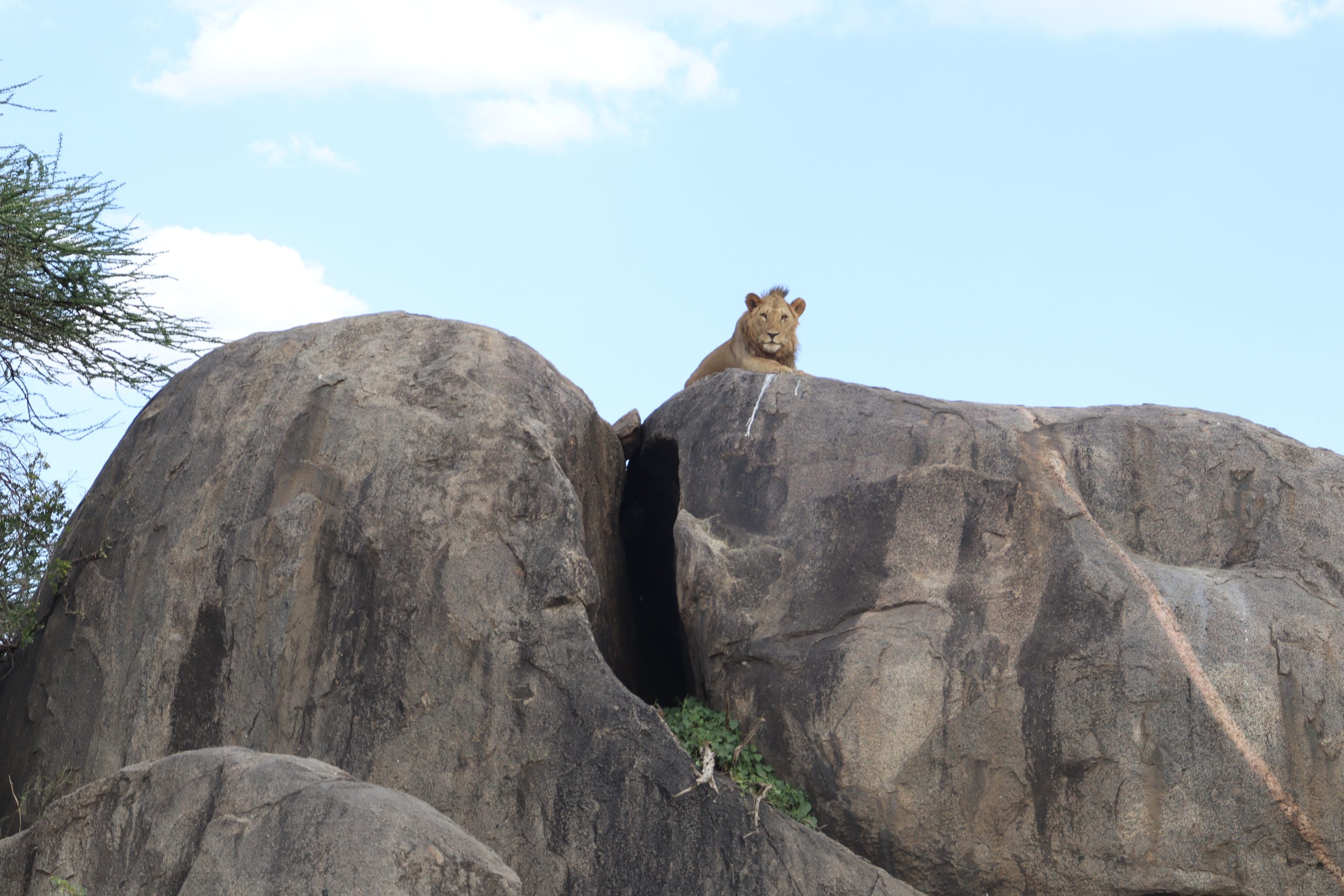 5-Day Tanzania Safari