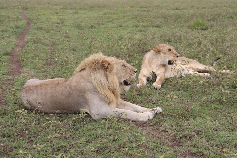 4-Day Tanzania Camping Safari