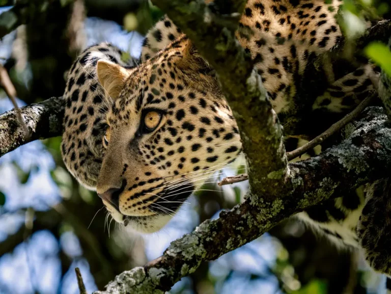 ndutu-tanzania-p1014304