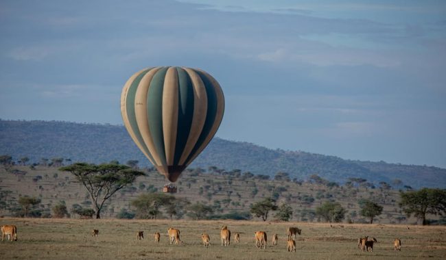 🦁 Eyes on the King… from the Sky There’s nothing quite like it—floating silently above the Sere